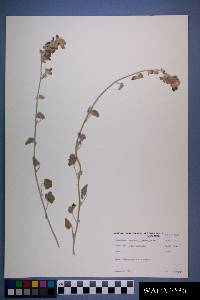 Sphaeralcea parvifolia image